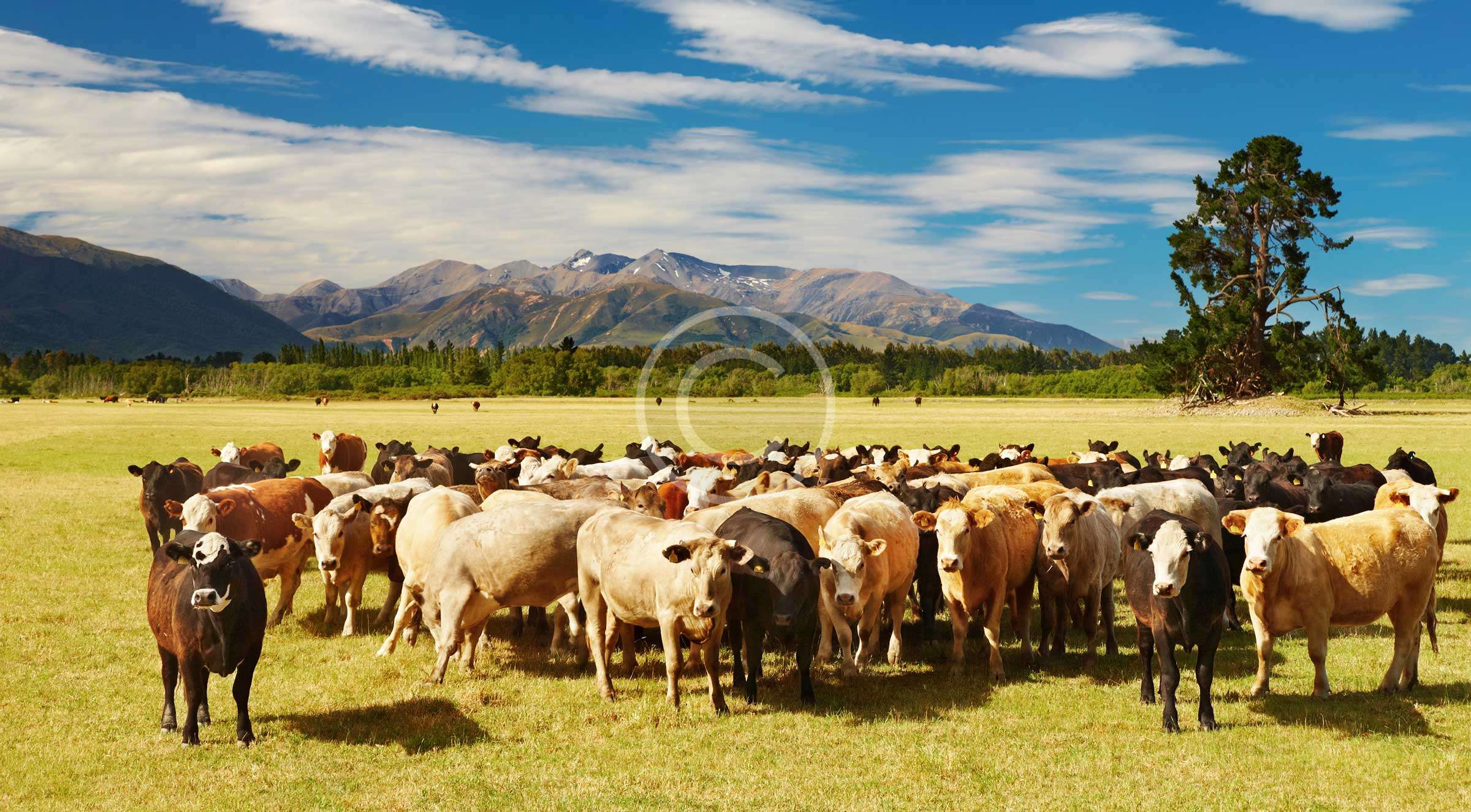 Innovative Farming: Regular Cow Foot-Bath